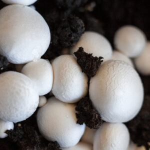 Close-up of white mushrooms growing in dark soil.