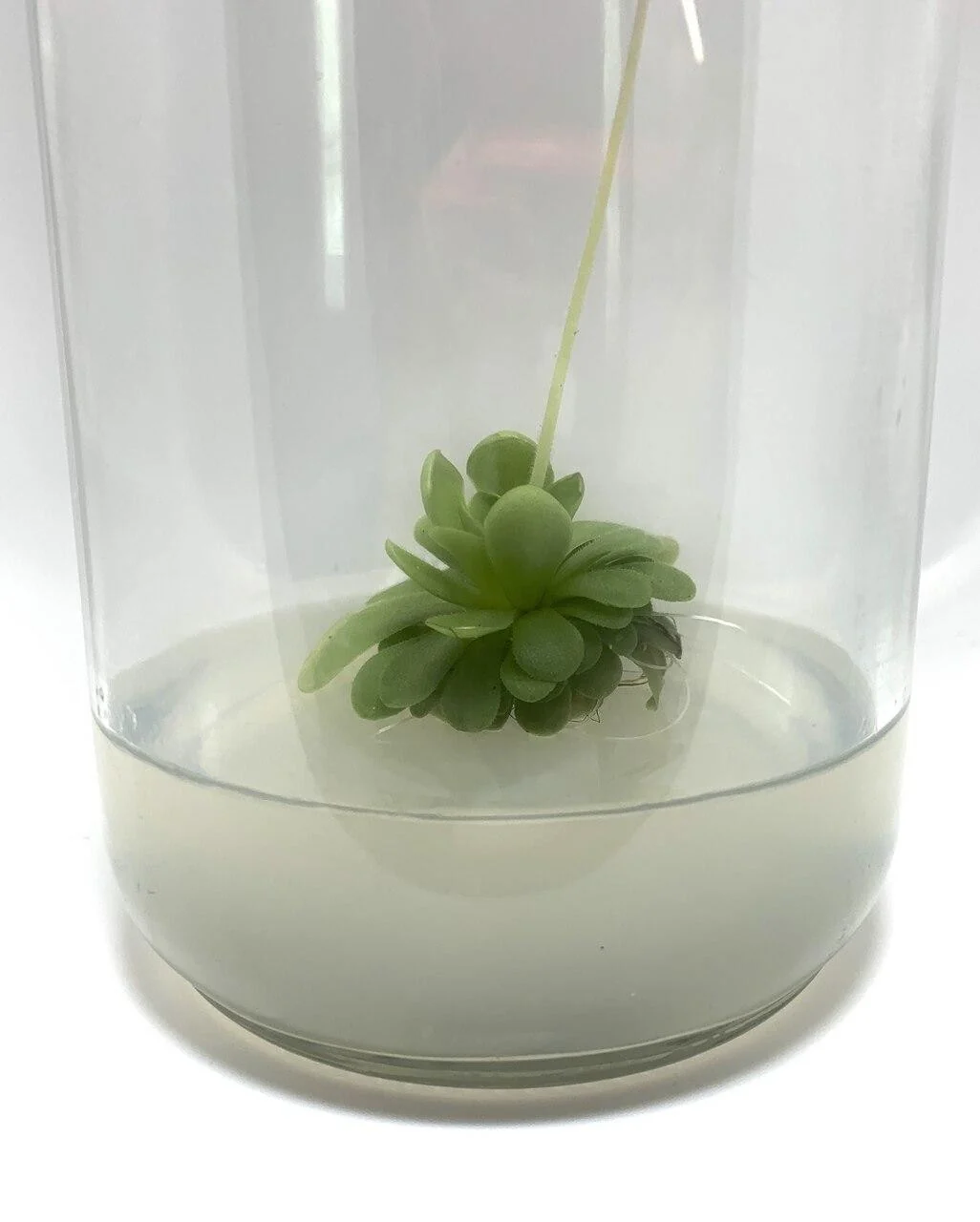 Plant cell Gesolgel-MTC-Gellan gum (Low Acyl) 100g 2 A small green succulent is suspended in a clear glass container, its roots delicately supported by cloudy water infused with Plant cell Gesolgel-MTC-Gellan gum (Low Acyl) 100g—an ingredient frequently used to replicate the structure of a plant cell.