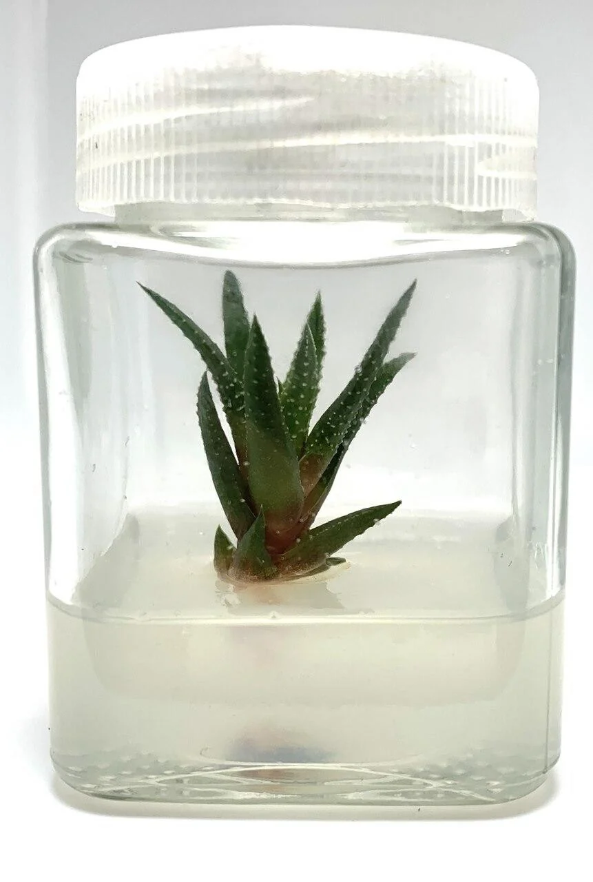 Plant cell Gesolgel-MTC-Gellan gum (Low Acyl) 100g 3 A small succulent plant cell is growing in gel made from Plant cell Gesolgel-MTC-Gellan gum (Low Acyl) 100g, inside a clear plastic container with a white lid.