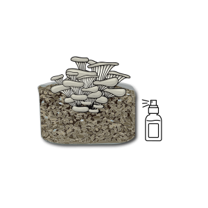 Illustration of oyster mushrooms growing in a container with a spray bottle icon next to it, perfect for an Elementor Archive showcasing home gardening and mushroom cultivation tips.