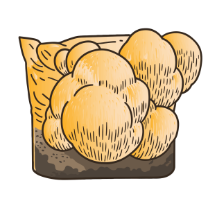 Lions mane growing culture-01