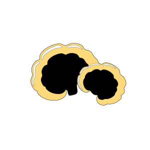 A simple Elementor illustration of two popcorn kernels, one larger than the other, on a white background.